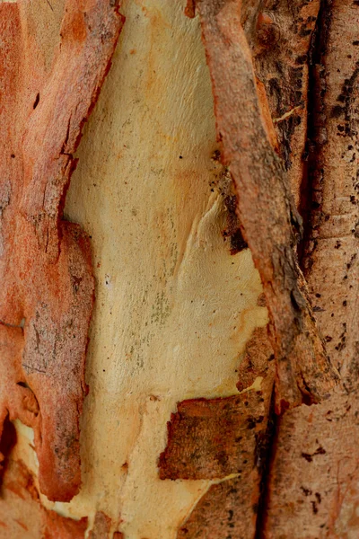Eukalyptus-trebakgrunn . – stockfoto