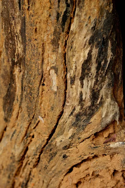 Fondo de madera vieja — Foto de Stock