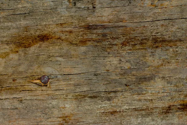 Pregos no fundo de madeira velho — Fotografia de Stock