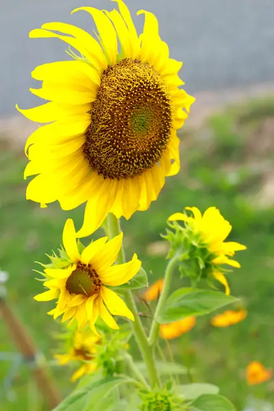 해바라기 — 스톡 사진