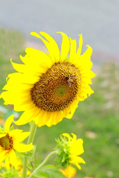 Zonnebloem met bee — Stockfoto