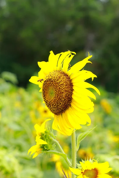 Sonnenblume mit Biene — Stockfoto