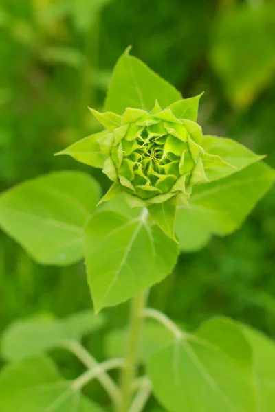 Grüne Sonnenblumenknospen. — Stockfoto