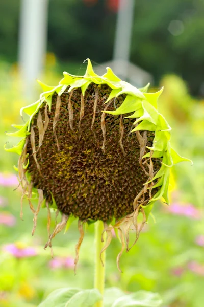 Sunflower wilt. — Stock Photo, Image