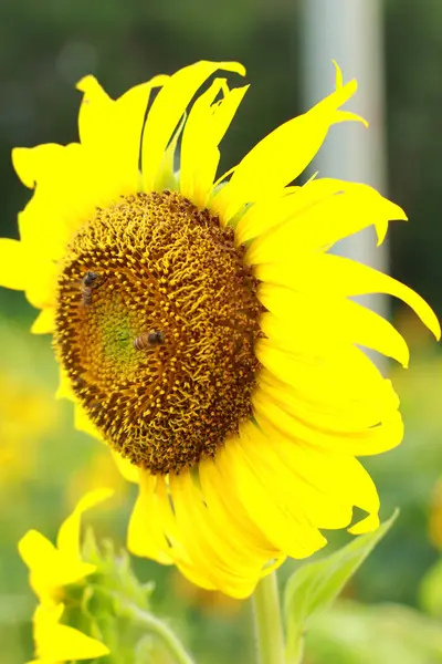 Girassol com abelha — Fotografia de Stock
