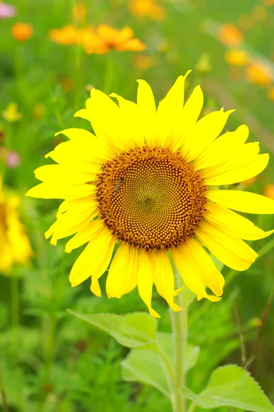 Słonecznik z Pszczoła — Zdjęcie stockowe