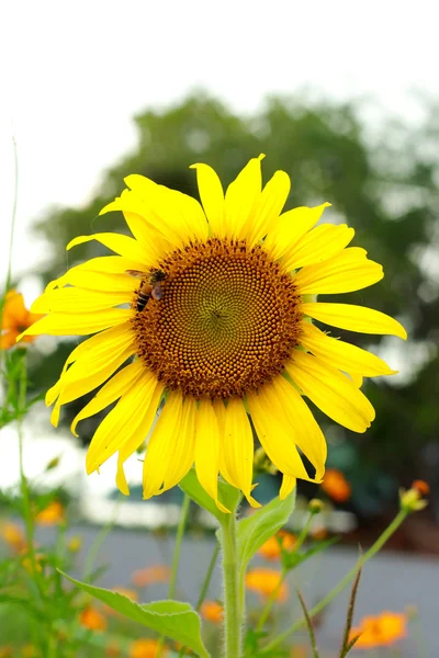 Sonnenblume mit Biene — Stockfoto