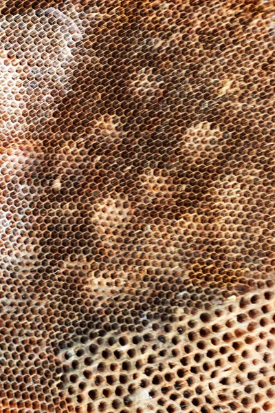 Vieille ruche — Photo