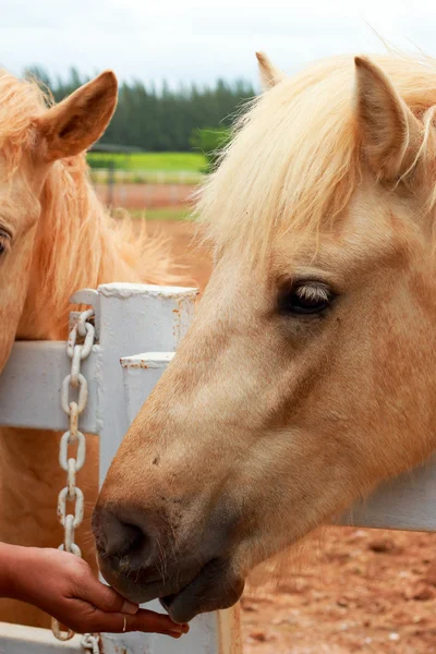 As mãos os cavalos na fazenda . — Fotografia de Stock