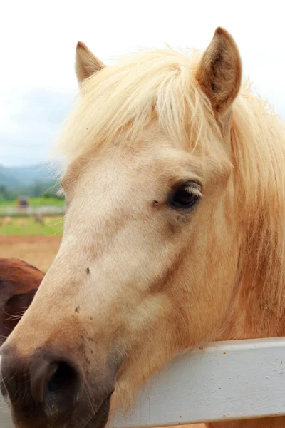 Hästar på en gård — Stockfoto