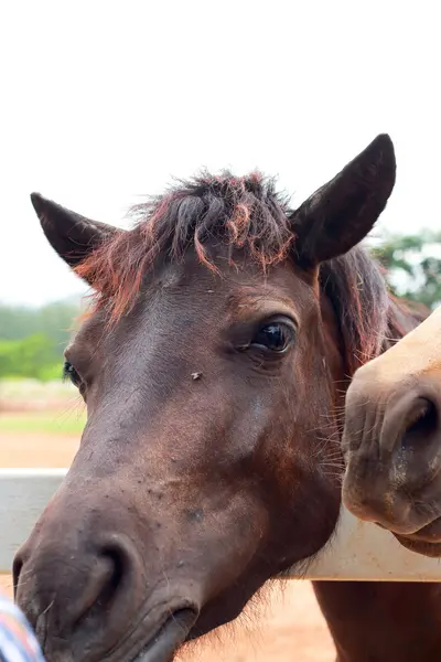 Cavalos em uma fazenda — Fotografia de Stock