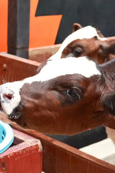Молодой бык пьет молоко . — стоковое фото