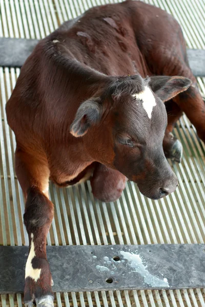 Молодые быки в стойле . — стоковое фото