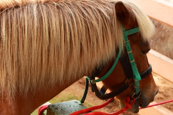 Cavalos em uma fazenda — Fotografia de Stock