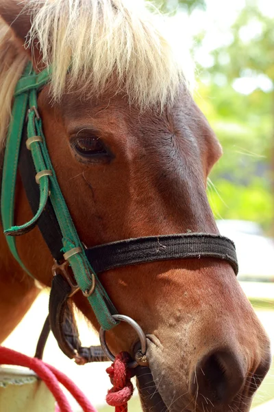 Chevaux sur une ferme — Photo