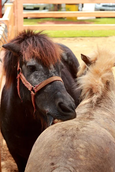 Cavalos em uma fazenda — Fotografia de Stock