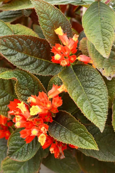 Flores cor de laranja — Fotografia de Stock