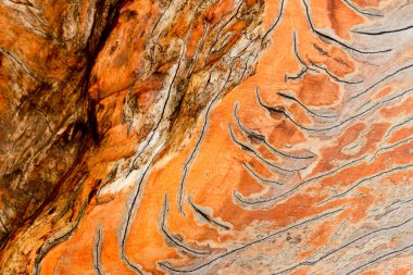 eski ahşap arka plan - vintage tarzı.