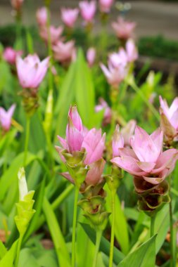 Siam Lale - Pembe çiçek