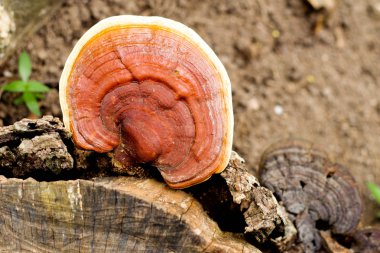 zemin - ling zhi mantar mantar