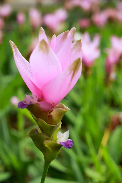 Siam tulip - rosa blommor — Stockfoto