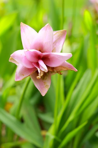 Siam Tulipán - růžové květy — Stock fotografie