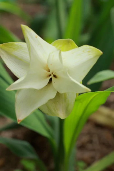 Siam tulp - witte bloemen — Stockfoto