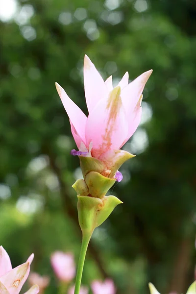 Siam Tulip - розовые цветы — стоковое фото