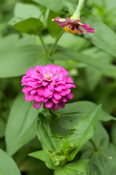 Roze zinnia — Stockfoto