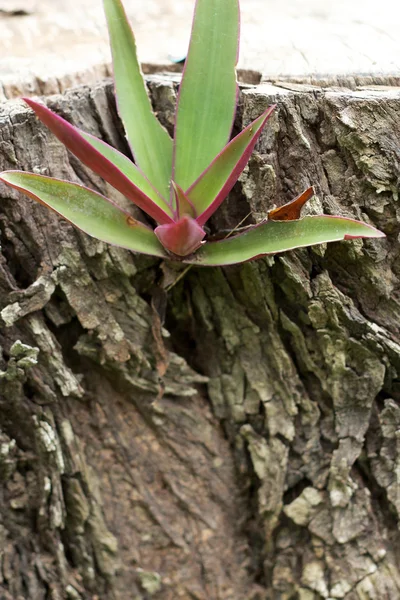 Gröna blad på marken. — Stockfoto