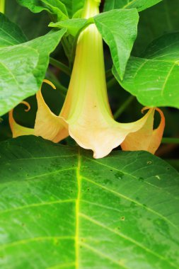 bahçede portakal tatula.