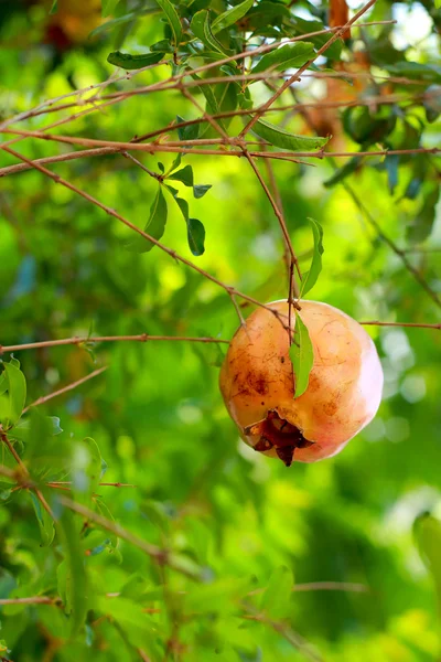 Punica granatum frukt – stockfoto