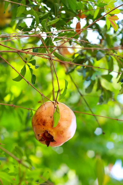 Fruta de Punica granatum —  Fotos de Stock