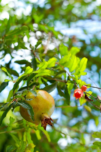 Punica granatum fruit — Stock Photo, Image