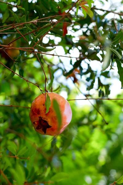 Fruta de Punica granatum — Foto de Stock