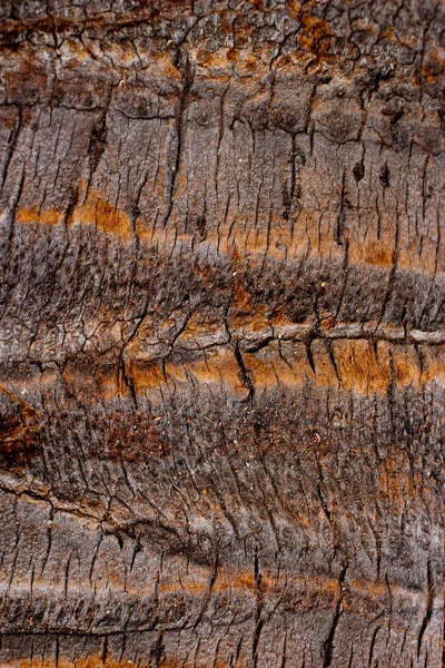 Kokosowe drzewo tło — Zdjęcie stockowe