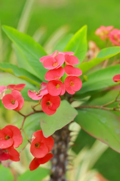 Euphorbia milli kwiaty - czerwony kwiat — Zdjęcie stockowe