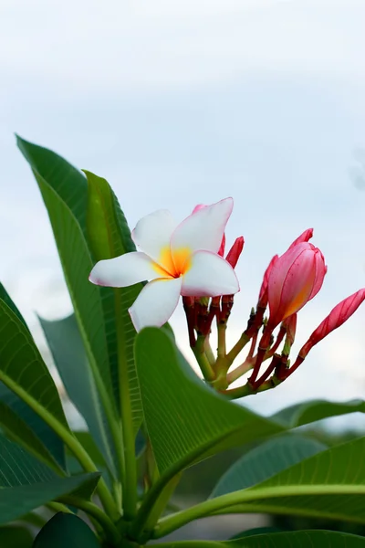 Frangipani flower - pink flowers — Stock Photo, Image