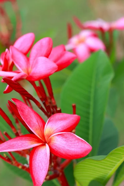 Frangipani çiçek - pembe çiçekler — Stok fotoğraf