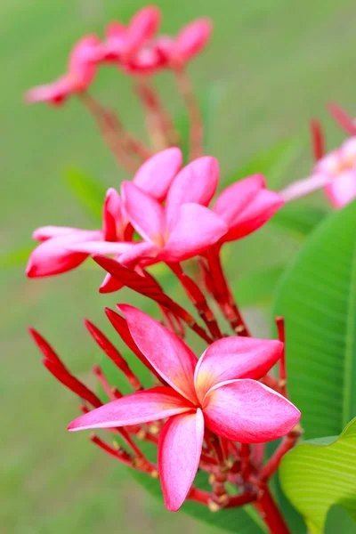 Frangipani Blume - rosa Blüten — Stockfoto