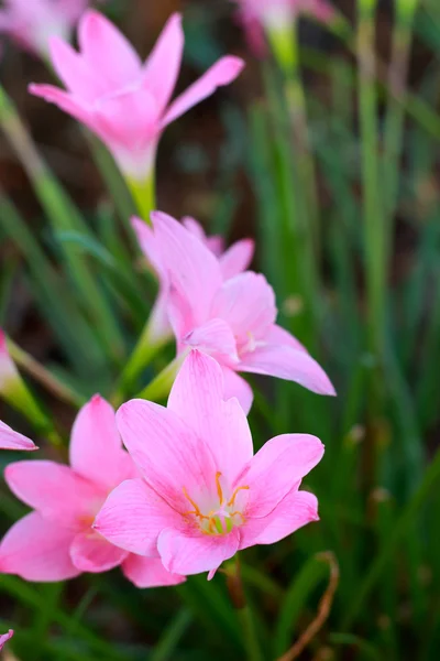 Roze bloemen — Stockfoto