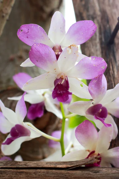 Rosa vit orkidé blomma i naturen — Stockfoto