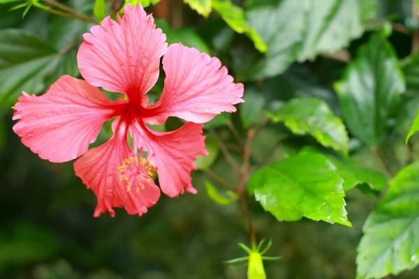 Kwiat Hibiscus kwiaty - różowy — Zdjęcie stockowe