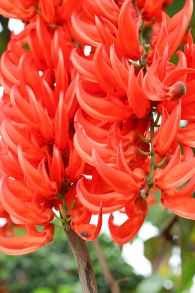 Orange flower of Newguinea Creeper — Stock Photo, Image