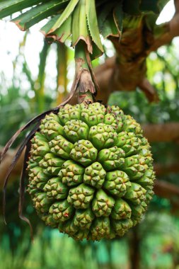 Pandanus tectorius