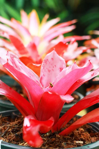 Ananas blommor. — Stockfoto