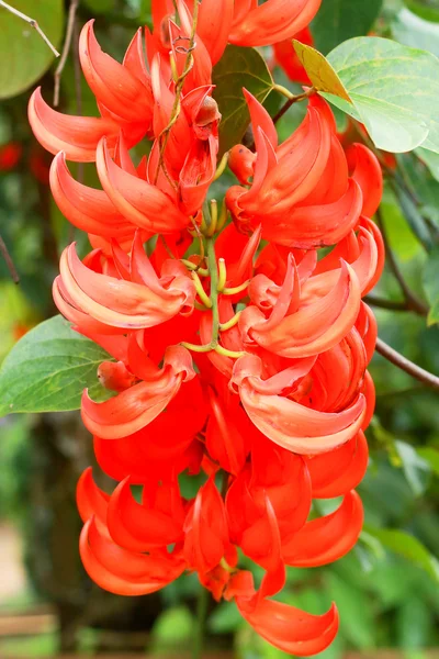 Orangefarbene Blume der Neuguinea-Schlingpflanze — Stockfoto
