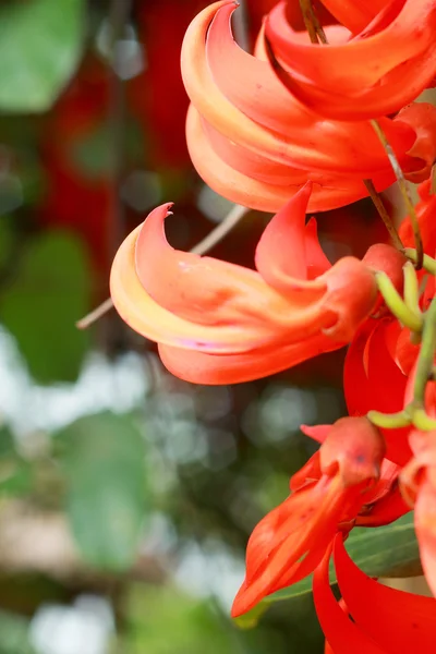 Flor naranja de Newguinea Creeper —  Fotos de Stock