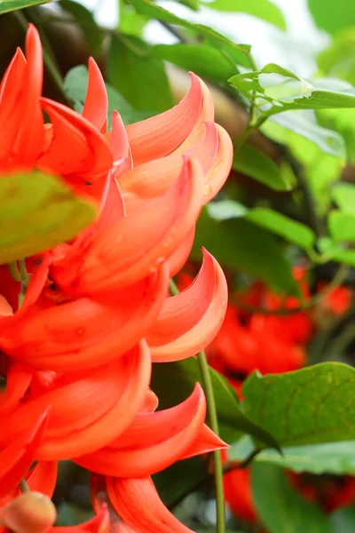 Orange blomma av newguinea ranka — Stockfoto