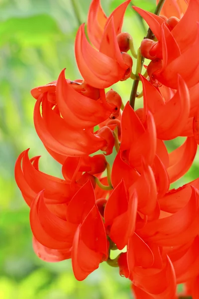 Orange flower of Newguinea Creeper — Stock Photo, Image